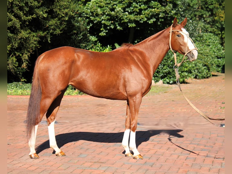 Polo Pony Stute 7 Jahre 158 cm Fuchs in Steinfeld (Oldenburg)