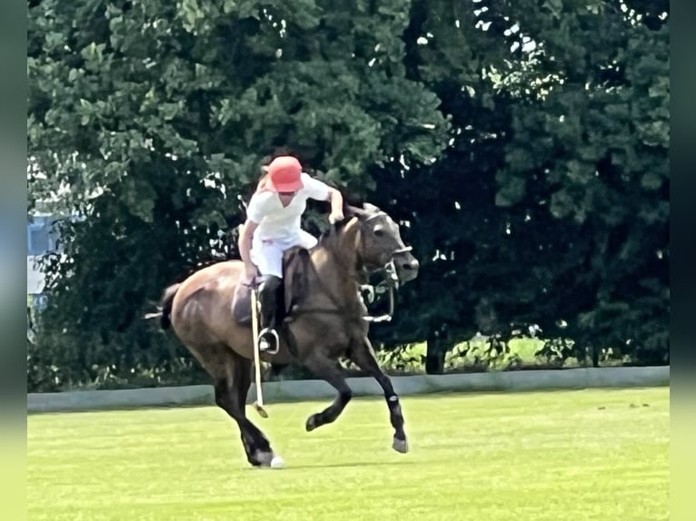 Polo Pony Stute 8 Jahre 150 cm Rappe in Willich