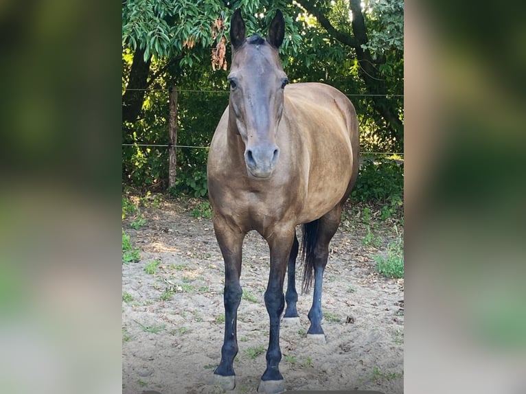 Polo Pony Stute 8 Jahre 150 cm Rappe in Willich