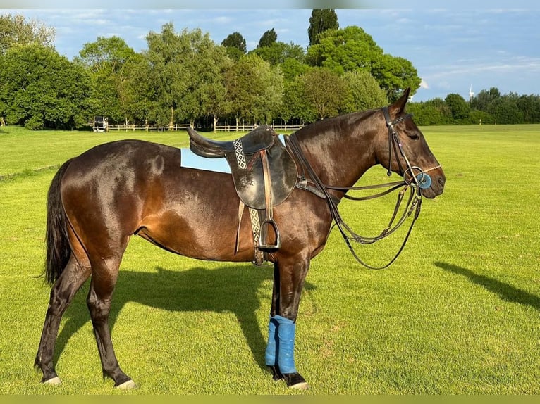 Polo Pony Stute 8 Jahre 150 cm Rappe in Willich