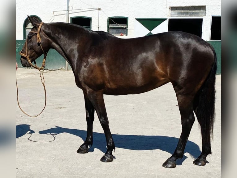 Polo Pony Stute 8 Jahre 150 cm Rappe in Willich