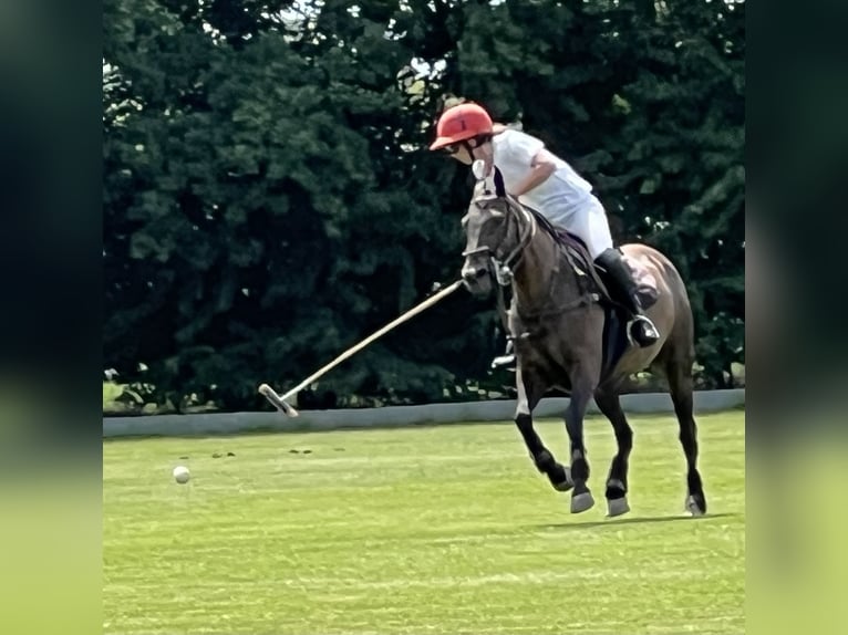 Polo Pony Stute 8 Jahre 150 cm Rappe in Willich