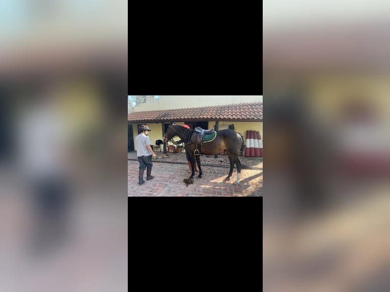 Polo Pony Stute 8 Jahre 160 cm Rappe in San Miguel del monte, Buenos Aires province