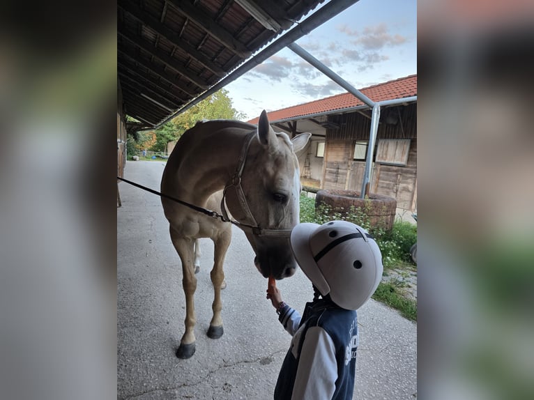 Polo Pony Stute 8 Jahre Palomino in Nürnberg und Zürich