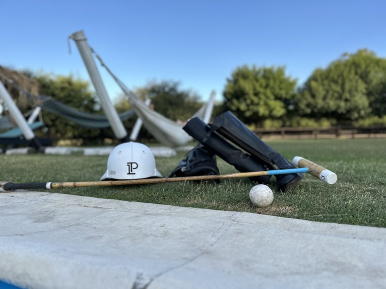 Polo Pony Stute 9 Jahre 152 cm Schimmel in General Belgrano, Provincia Buenos Aires