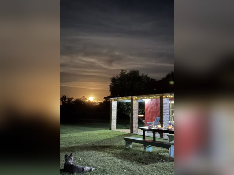 Polo Pony Stute 9 Jahre 152 cm Schimmel in General Belgrano, Provincia Buenos Aires