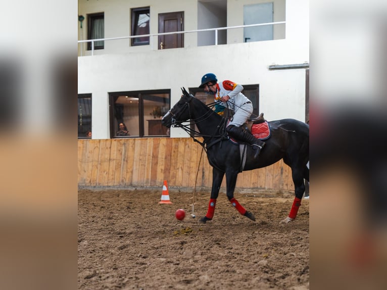 Polo Pony Stute 9 Jahre 154 cm Dunkelbrauner in Merl