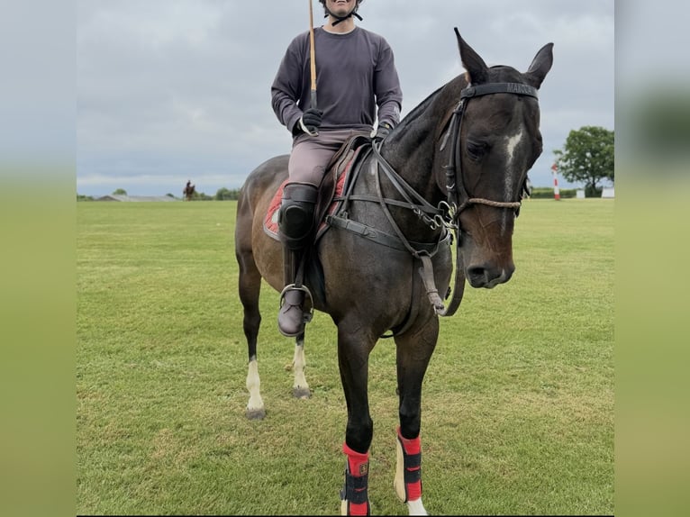 Polo Pony Stute 9 Jahre 154 cm Dunkelbrauner in Merl