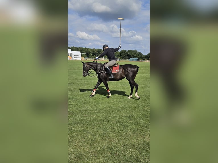Polo Pony Stute 9 Jahre 154 cm Dunkelbrauner in Merl