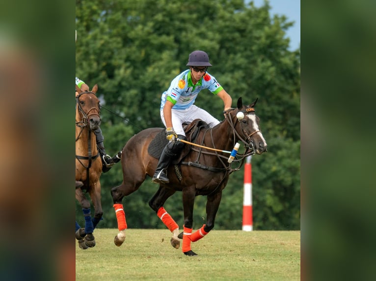 Polo Pony Stute 9 Jahre 154 cm Dunkelbrauner in Merl