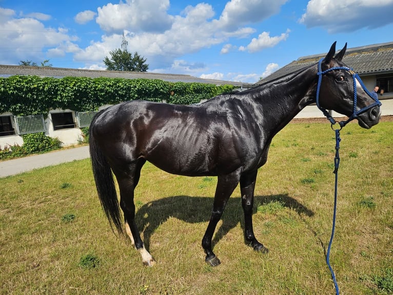 Polo Pony Stute 9 Jahre 154 cm Dunkelbrauner in Merl