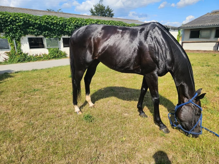 Polo Pony Stute 9 Jahre 154 cm Dunkelbrauner in Merl