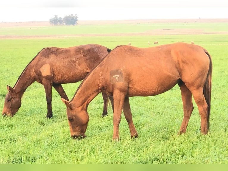 Polo Pony Stute 9 Jahre 156 cm Dunkelbrauner in Holzkirchen