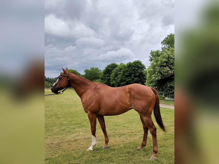 Polo Pony Wallach 10 Jahre Dunkelfuchs in Hettlingen