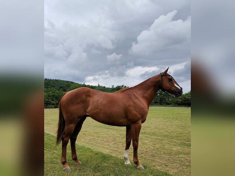 Polo Pony Wallach 10 Jahre Dunkelfuchs in Hettlingen