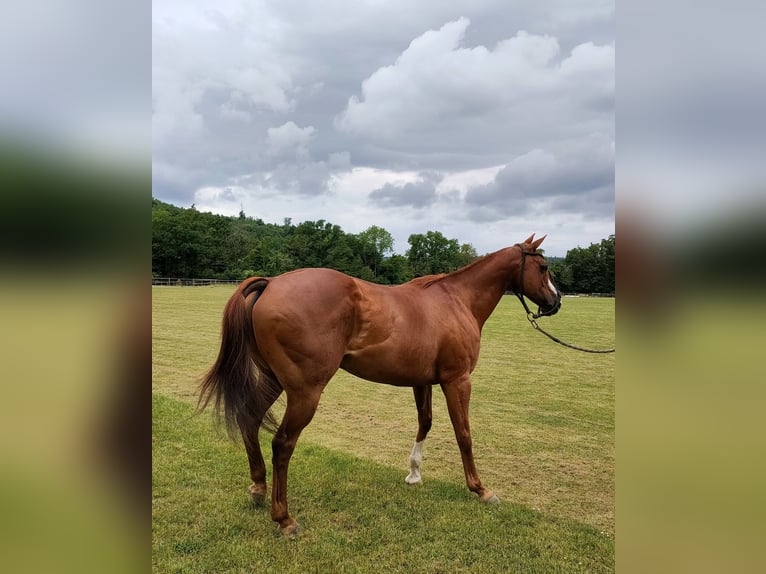 Polo Pony Wallach 10 Jahre Dunkelfuchs in Hettlingen