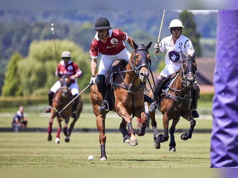 Polo Pony Mix Wallach 14 Jahre 160 cm Fuchs in Seuzach