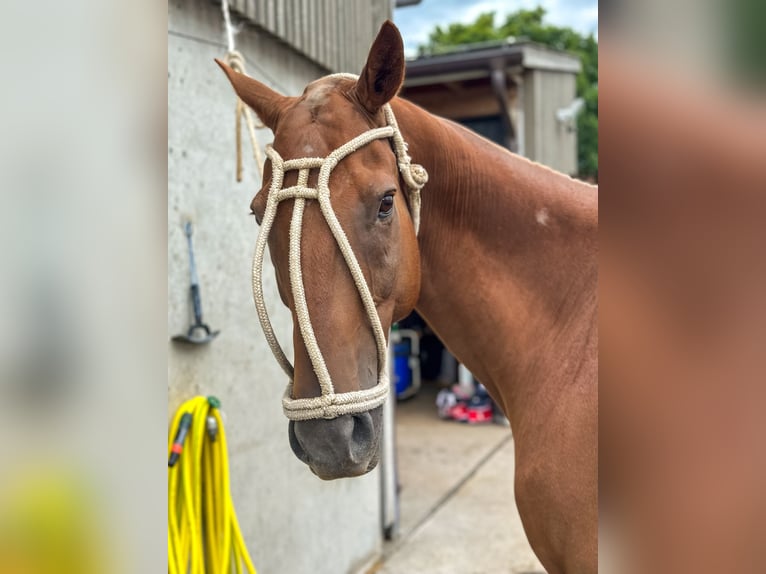 Polo Pony Mix Wallach 14 Jahre 160 cm Fuchs in Seuzach