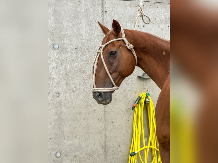 Polo Pony Mix Wallach 14 Jahre 160 cm Fuchs in Seuzach