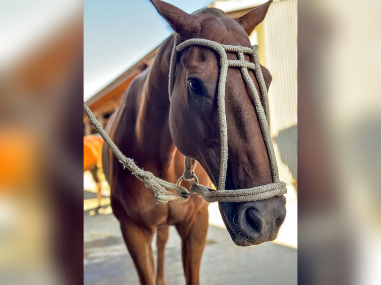 Polo Pony Mix Wallach 14 Jahre 160 cm Fuchs in Seuzach