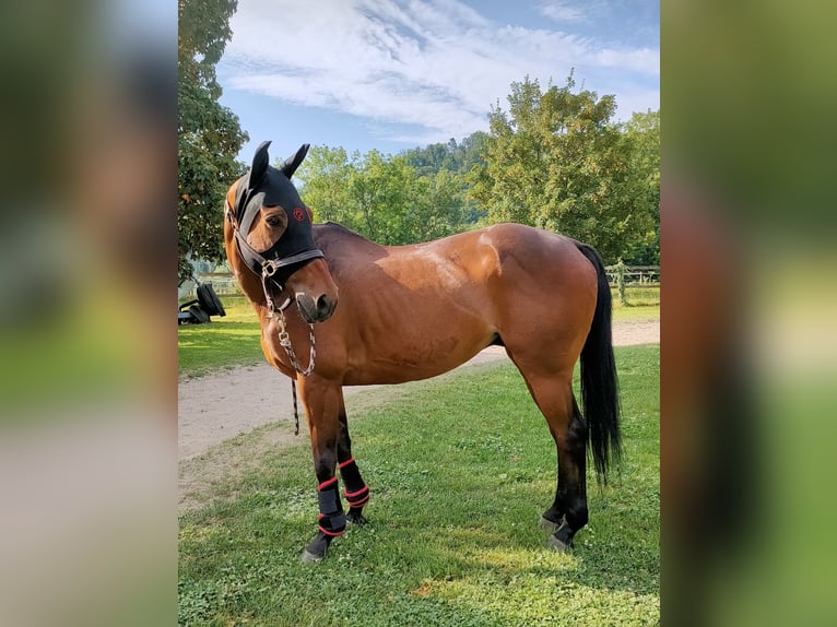 Polo Pony Wallach 15 Jahre 155 cm Brauner in Hettlingen