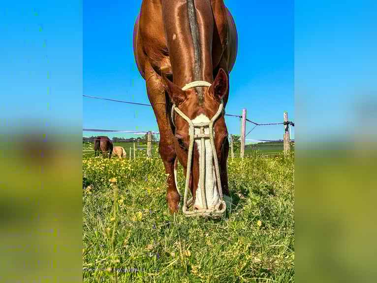 Polo Pony Wallach 15 Jahre Fuchs in Seuzach