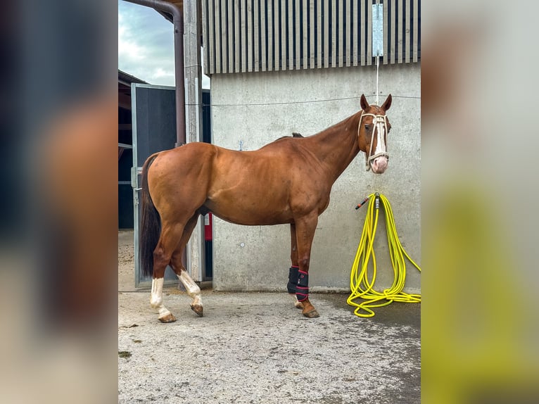 Polo Pony Wallach 15 Jahre Fuchs in Seuzach
