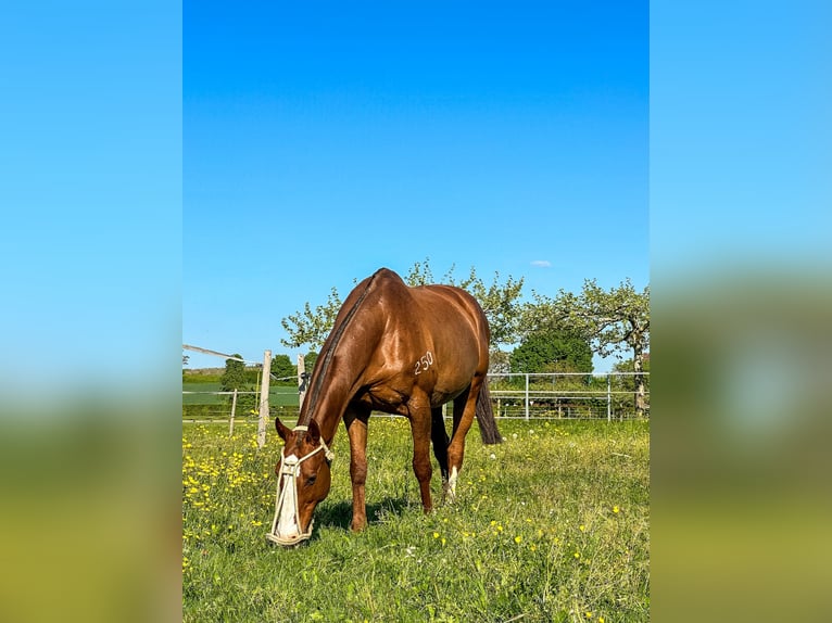 Polo Pony Wallach 15 Jahre Fuchs in Seuzach