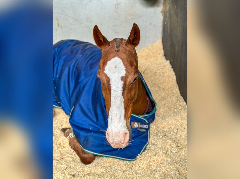Polo Pony Wallach 15 Jahre Fuchs in Seuzach