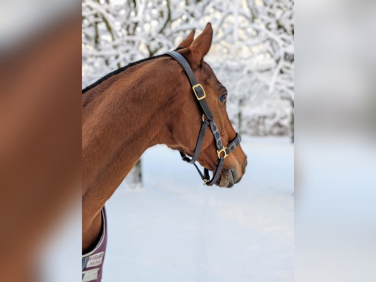 Polo Pony Wallach 16 Jahre 155 cm Brauner in Hamburg Osdorf