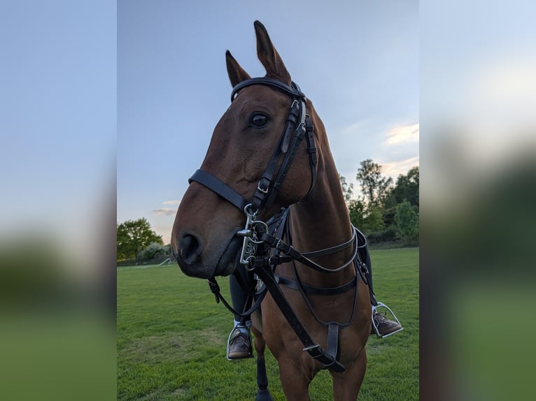 Polo Pony Wallach 16 Jahre 155 cm Brauner in Hamburg Osdorf