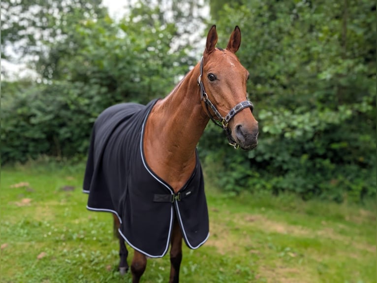 Polo Pony Wallach 16 Jahre 155 cm Brauner in Hamburg Osdorf