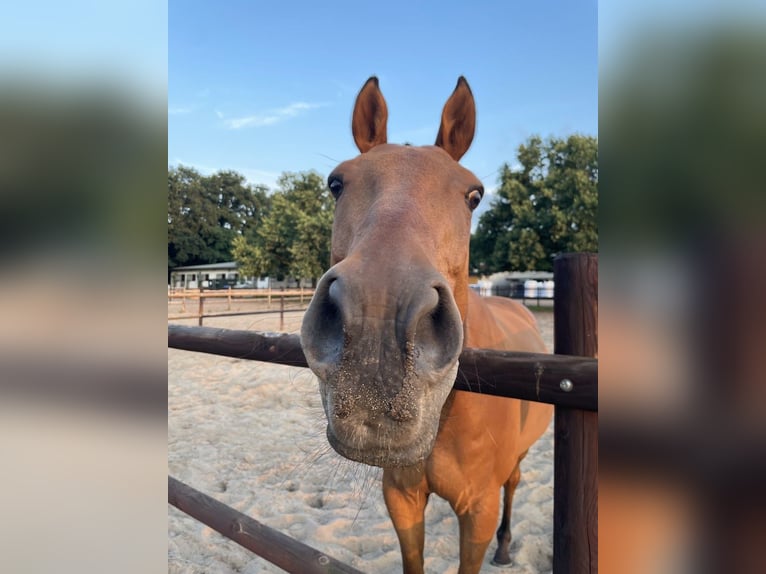 Polo Pony Wallach 16 Jahre 155 cm Brauner in Hamburg Osdorf