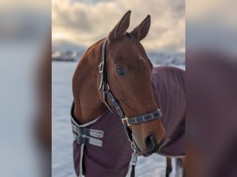 Polo Pony Wallach 16 Jahre 155 cm Brauner in Hamburg Osdorf