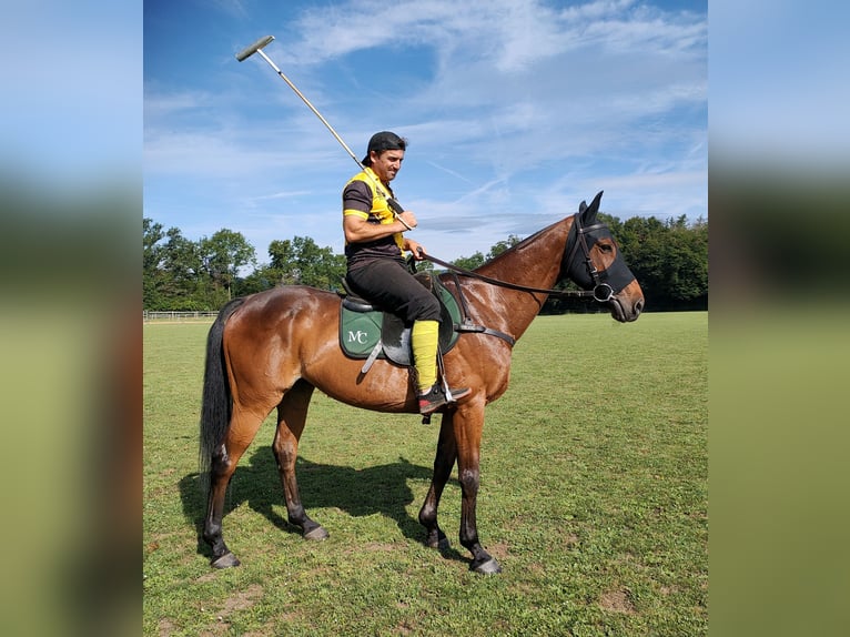 Polo Pony Wallach 16 Jahre 157 cm Brauner in Hettlingen