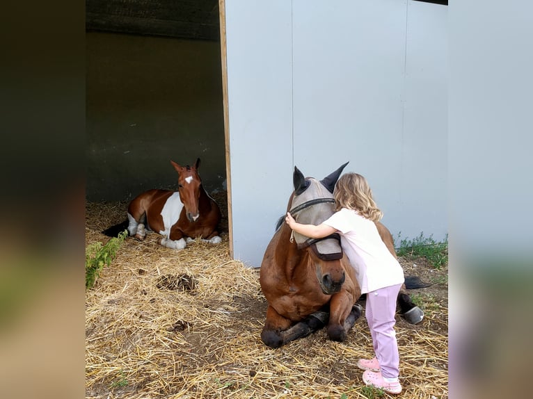 Polo Pony Wallach 16 Jahre 157 cm Brauner in Hettlingen