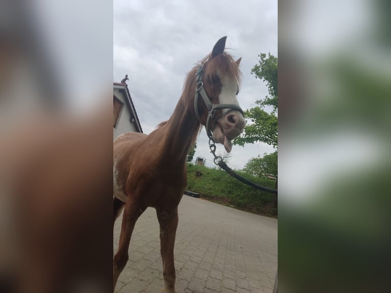 Polo Pony Wallach 17 Jahre 130 cm Schecke in Walsdorf