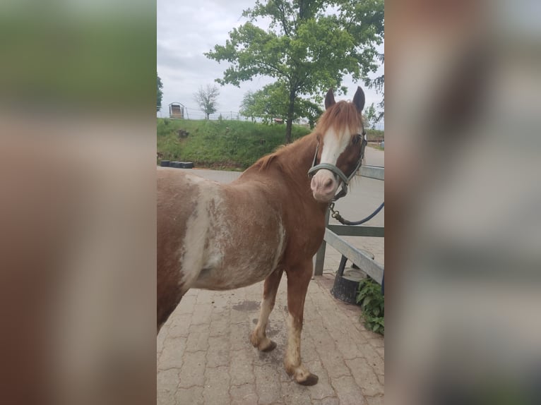 Polo Pony Wallach 17 Jahre 130 cm Schecke in Walsdorf
