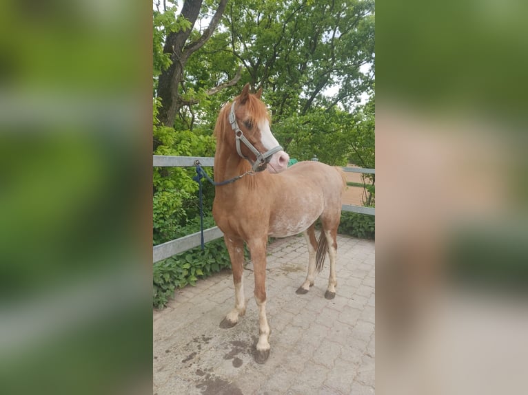 Polo Pony Wallach 17 Jahre 130 cm Schecke in Walsdorf