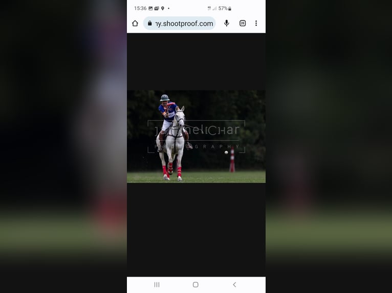 Polo Pony Wallach 19 Jahre 158 cm Schimmel in Schönaich