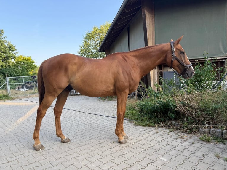 Polo Pony Wallach 20 Jahre 158 cm Fuchs in Mainbernheim