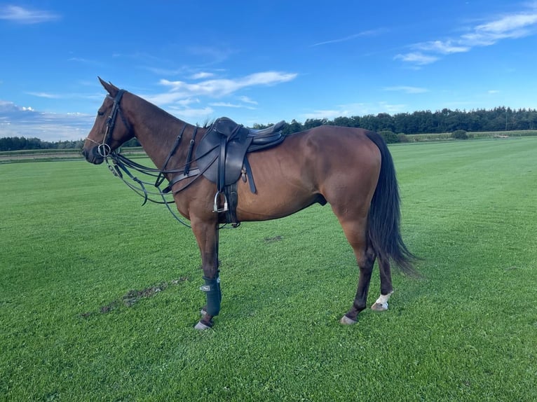 Polo Pony Wallach 6 Jahre 155 cm Brauner in Landsberg am Lech
