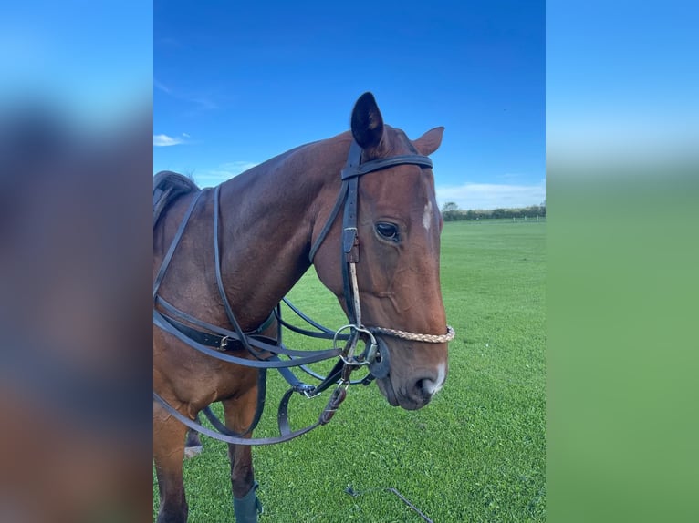 Polo Pony Wallach 6 Jahre 155 cm Brauner in Landsberg am Lech