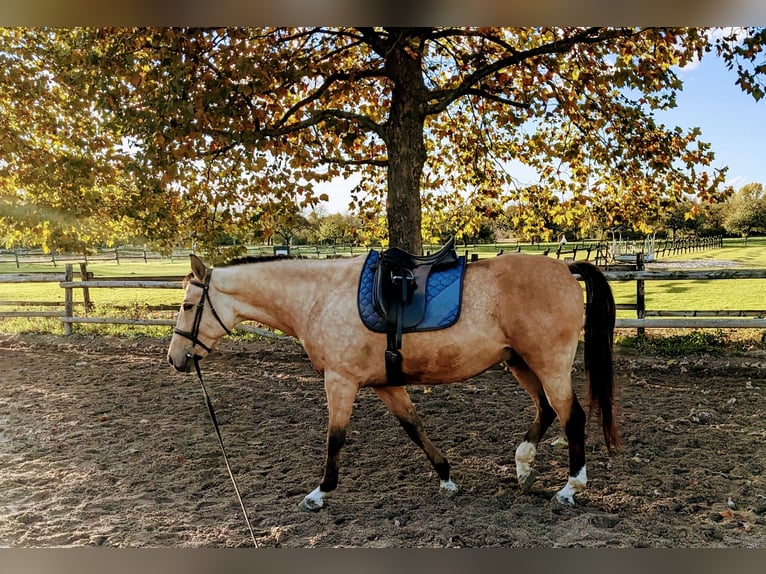 Polo Pony Wallach 7 Jahre 163 cm Falbe in Au am Rhein