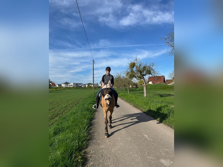 Polo Pony Wallach 7 Jahre 163 cm Falbe in Au am Rhein