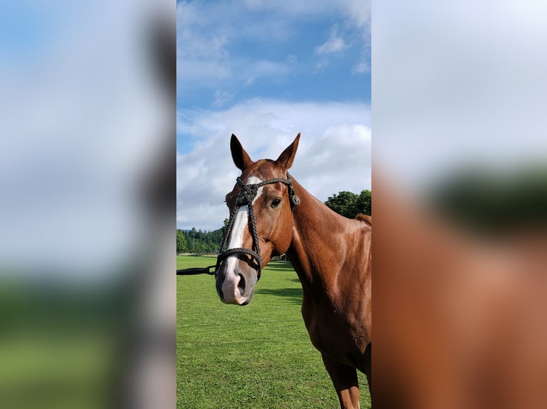 Polo Pony Mix Wallach 9 Jahre 160 cm Fuchs in Hettlingen