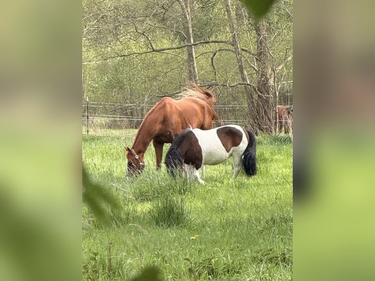 Polo Pony Wallach 9 Jahre 164 cm Fuchs in Quickborn