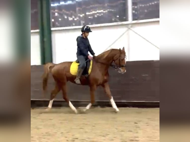 Polo Pony Wallach 9 Jahre 164 cm Fuchs in Quickborn