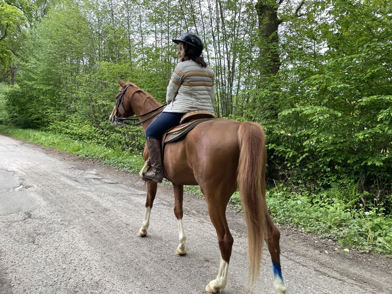 Polo Pony Wallach 9 Jahre 164 cm Fuchs in Quickborn