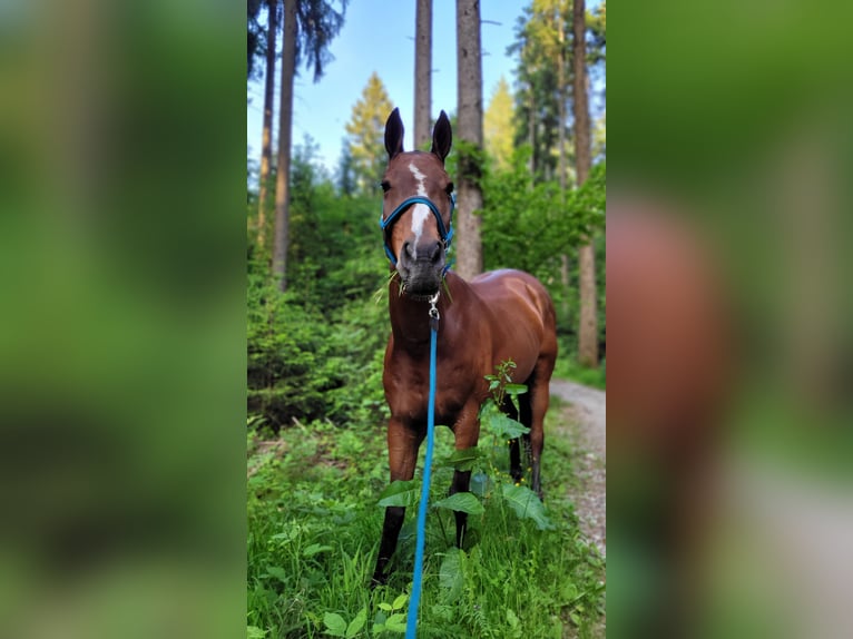 Poloponny Sto 12 år Mörkbrun in Holzkirchen